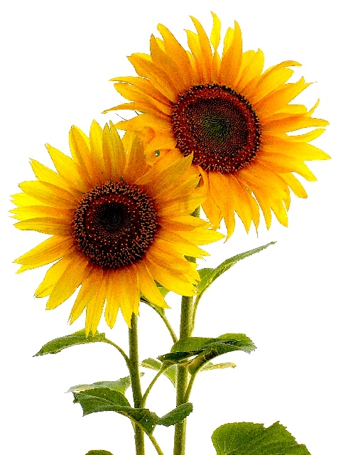 Two Sunflowers